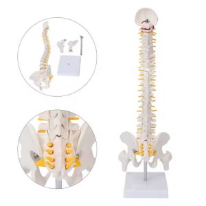 45cm Human Spine with Pelvis Model, Anatomical Anatomy, Medical Skull Model, Vertebral Column