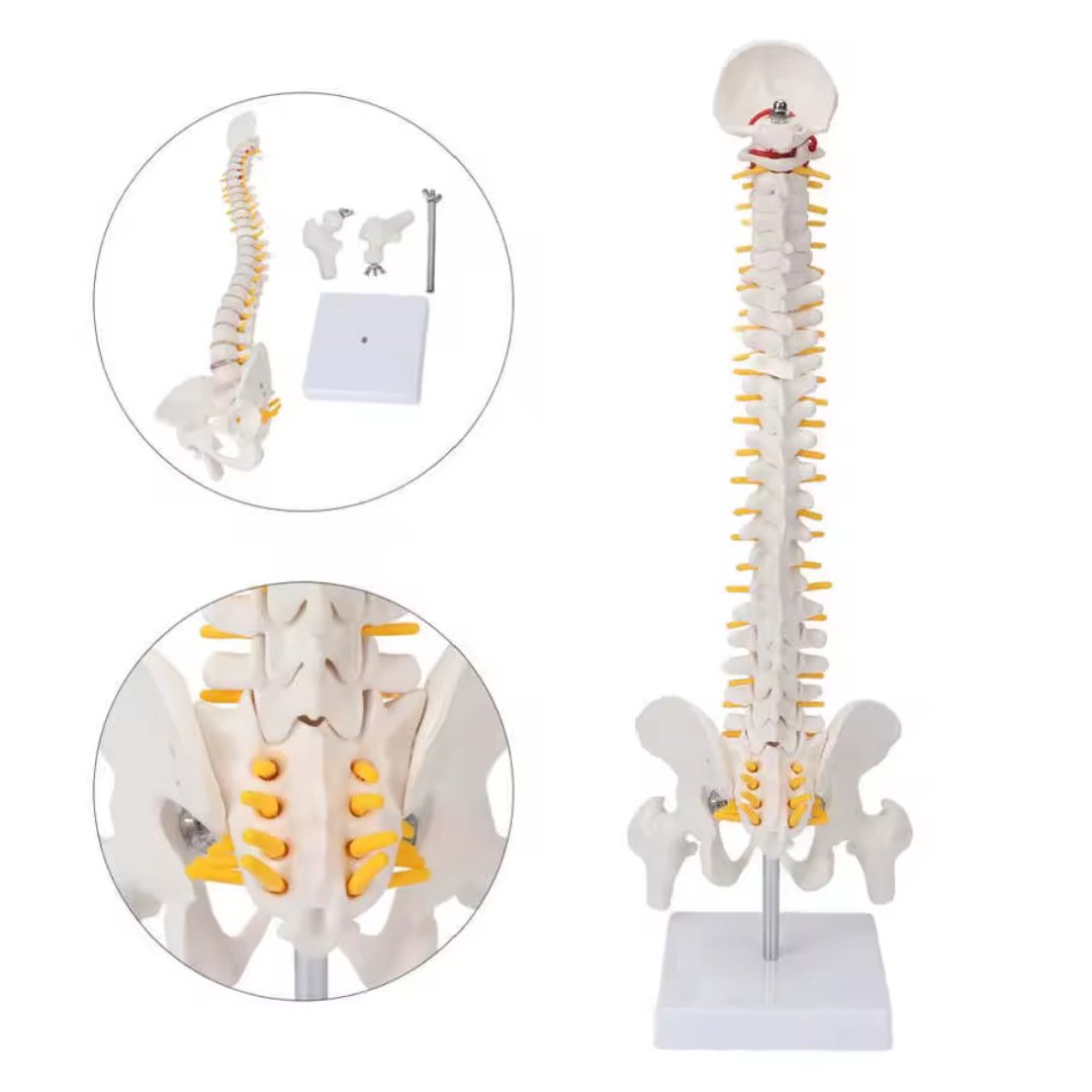 45cm Human Spine with Pelvis Model, Anatomical Anatomy, Medical Skull Model, Vertebral Column