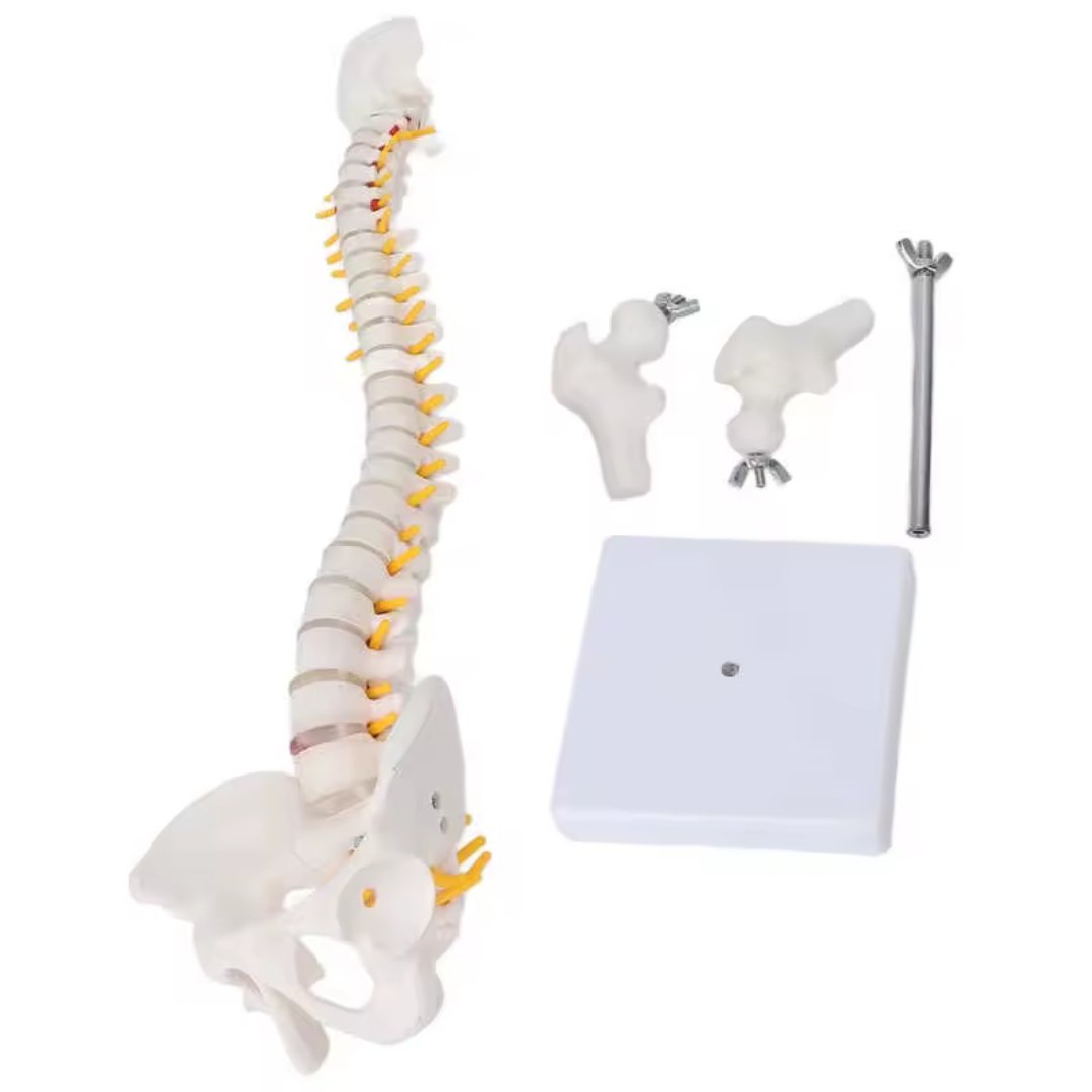 45cm Human Spine with Pelvis Model, Anatomical Anatomy, Medical Skull Model, Vertebral Column - Image 3
