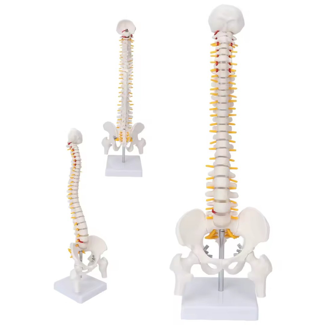 45cm Human Spine with Pelvis Model, Anatomical Anatomy, Medical Skull Model, Vertebral Column - Image 2