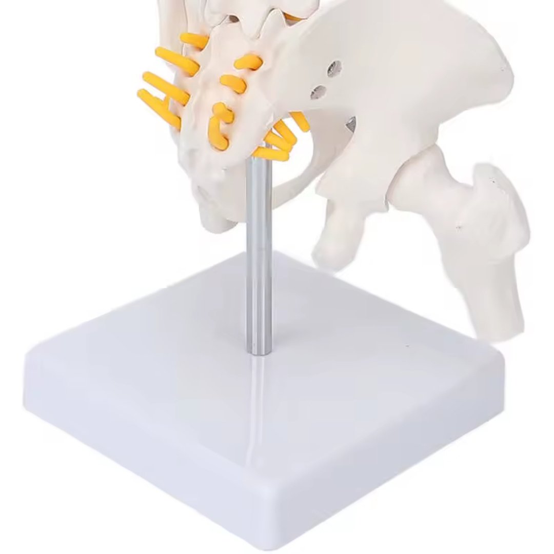 45cm Human Spine with Pelvis Model, Anatomical Anatomy, Medical Skull Model, Vertebral Column - Image 4