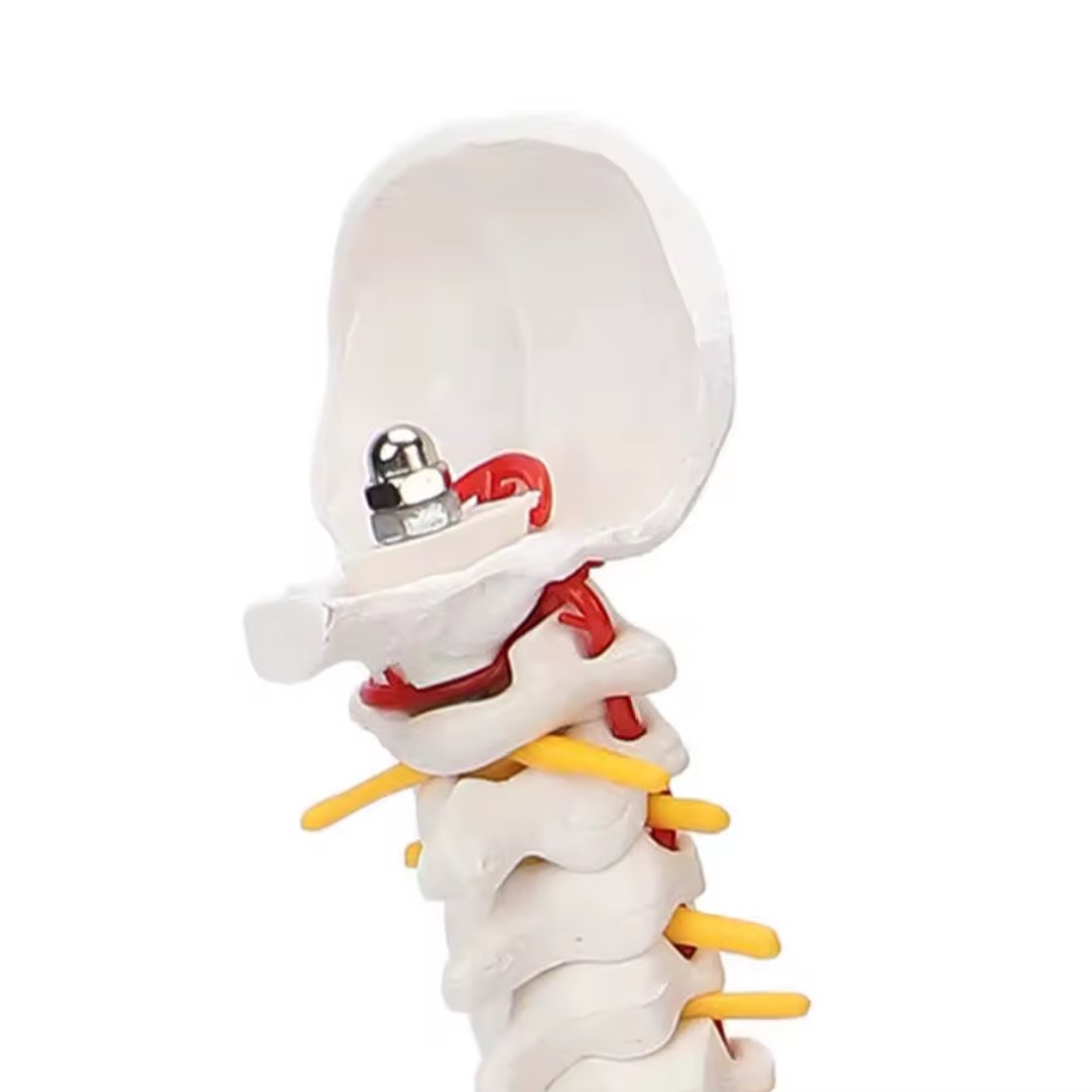 45cm Human Spine with Pelvis Model, Anatomical Anatomy, Medical Skull Model, Vertebral Column - Image 5