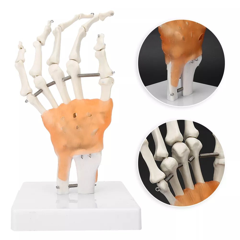 Hand Joint Skeleton Model Detachable Human Hand Teaching Model With Base - Image 2