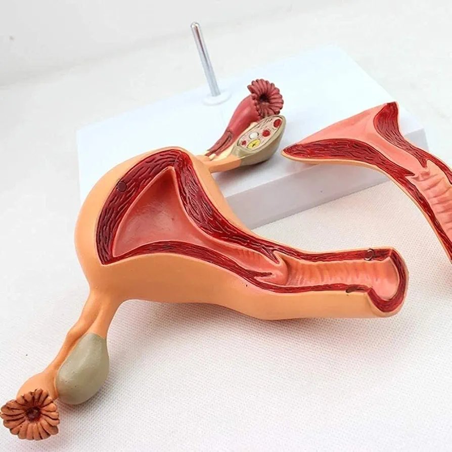 Anatomy Model Female Internal Reproductive System Anatomical Model Detachable Uterine Ovarian Structure Anatomy Model - Image 3