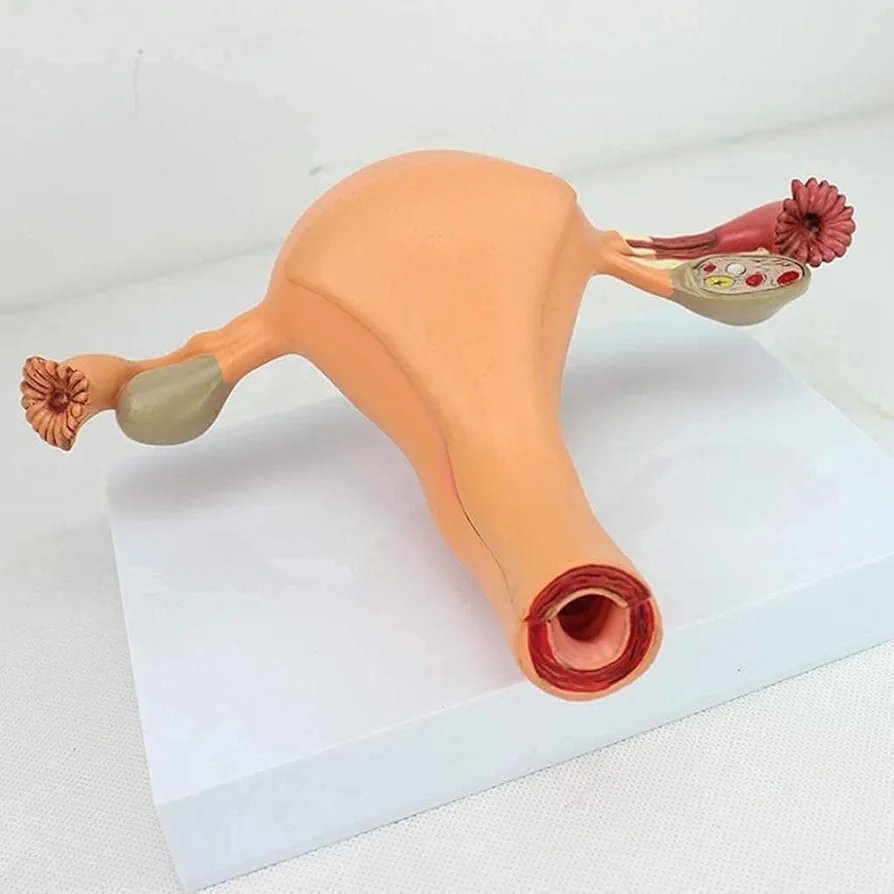 Anatomy Model Female Internal Reproductive System Anatomical Model Detachable Uterine Ovarian Structure Anatomy Model - Image 2