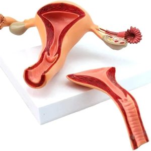 Anatomy Model Female Internal Reproductive System Anatomical Model Detachable Uterine Ovarian Structure Anatomy Model