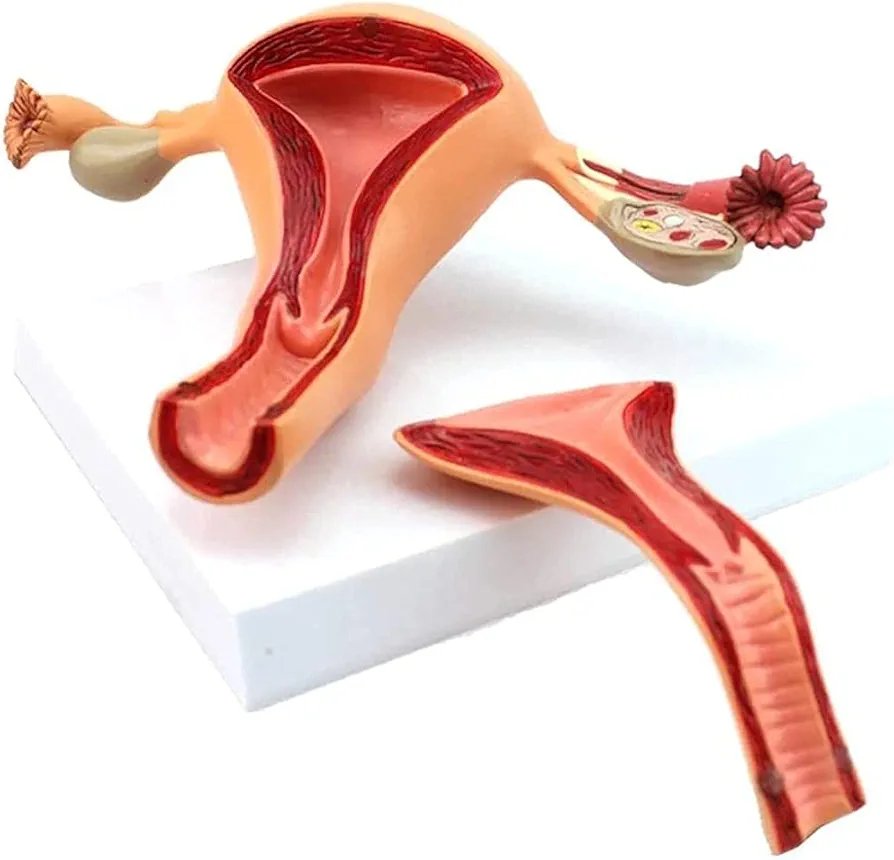 Anatomy Model Female Internal Reproductive System Anatomical Model Detachable Uterine Ovarian Structure Anatomy Model