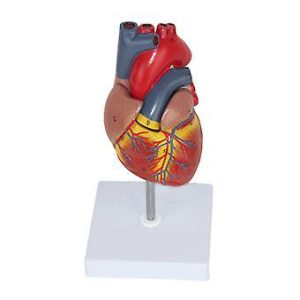 1:1 Life Size Human Heart Model Disassembled Anatomical Human Heart Model Anatomy Medical Teaching Tool With Number Mark